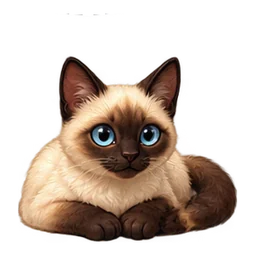 A Siamese cat with blue eyes, lying down